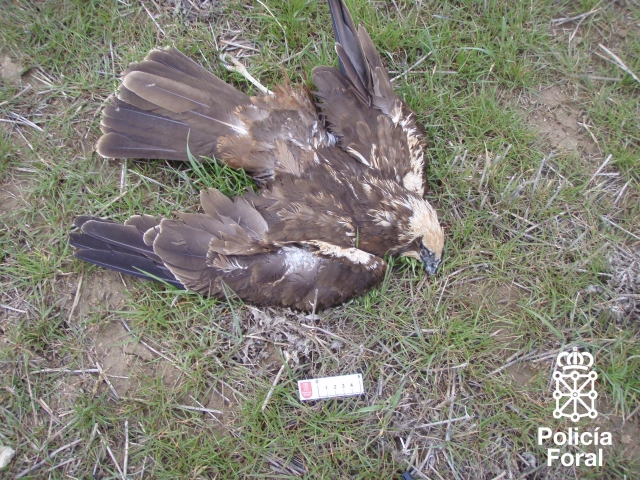 Tres condenados a prisión por el envenamiento masivo de aves en cotos de la Ribera